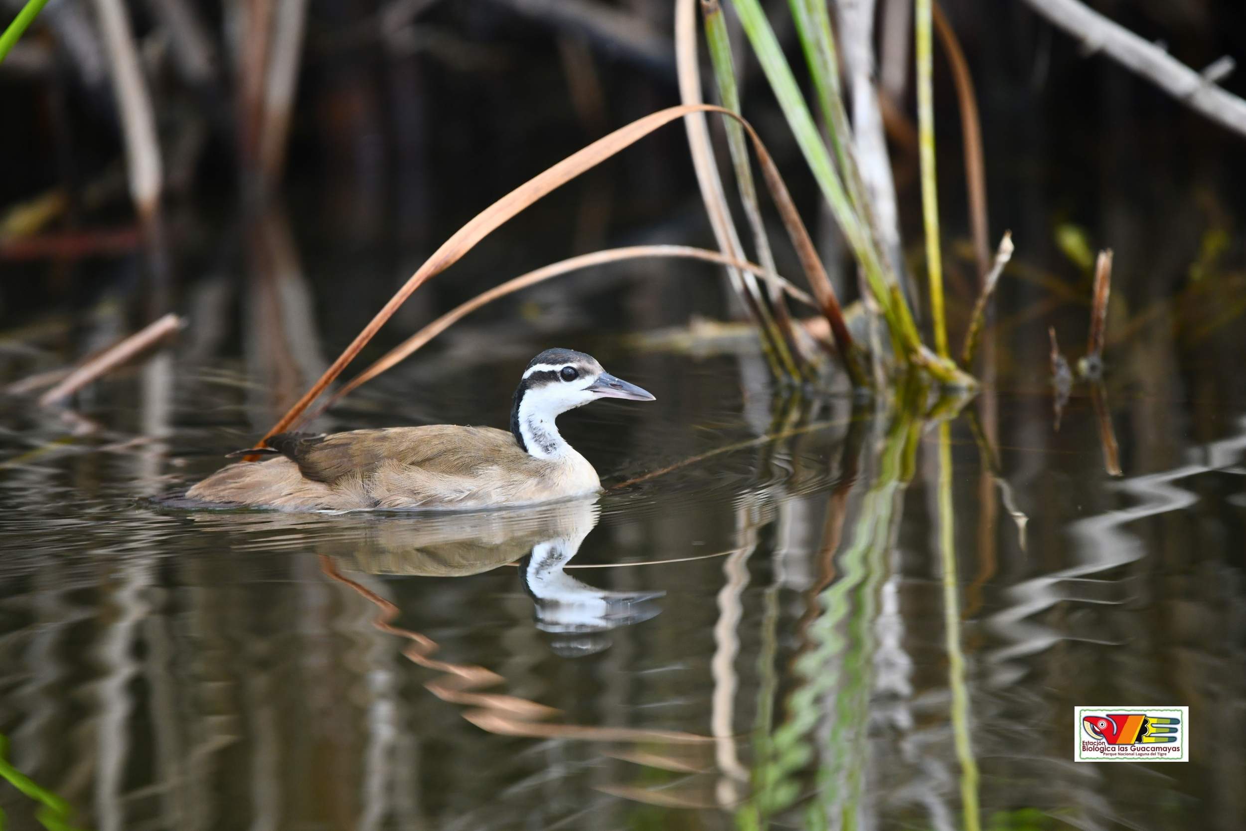 Sungrebe: una joya oculta de los ecosistemas acuáticos